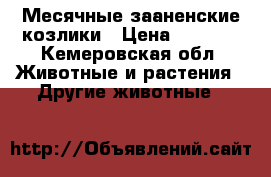 Месячные зааненские козлики › Цена ­ 3 000 - Кемеровская обл. Животные и растения » Другие животные   
